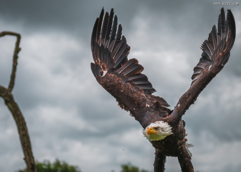 飞翔的老鹰图片