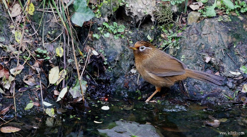 水边的画眉鸟图片