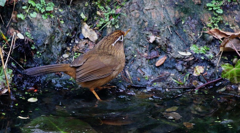 水边的画眉鸟图片