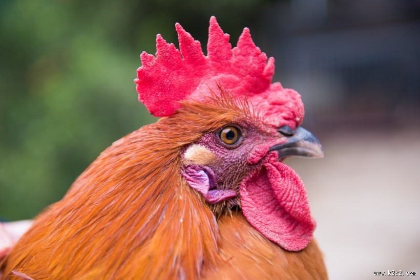 散养生态公鸡图片