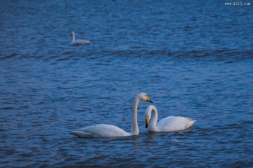 美丽天鹅的图片