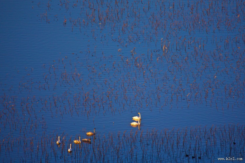 美丽天鹅的图片