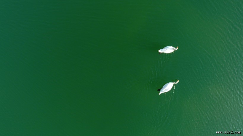 美丽天鹅的图片