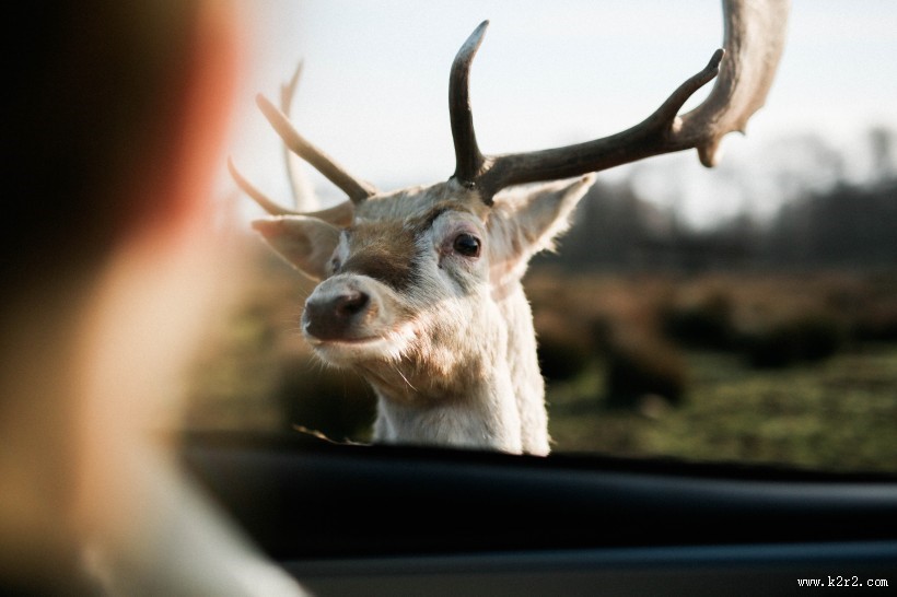 各种种类的鹿图片
