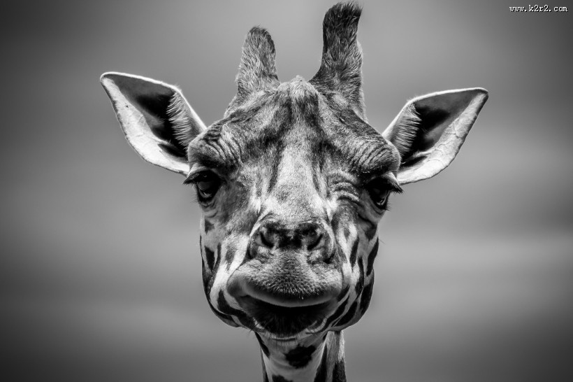 各种种类的鹿图片