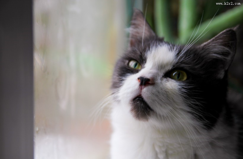 可爱的猫咪图片