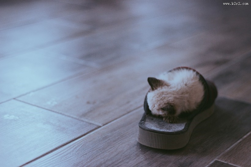 可爱的猫咪图片