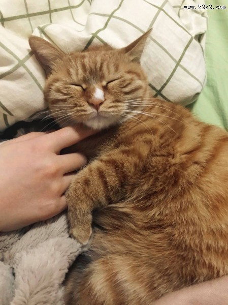 可爱的猫咪图片