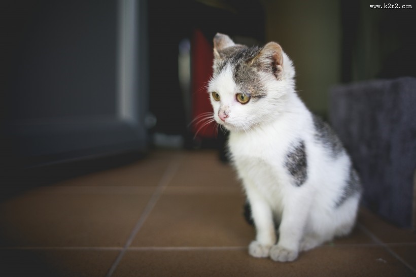 可爱的猫咪图片