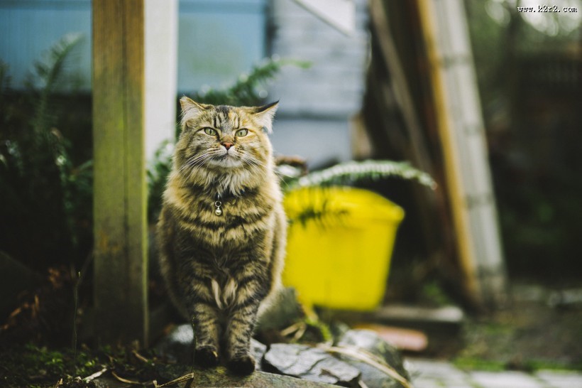 可爱的猫咪图片