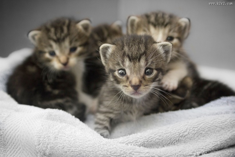 可爱的猫咪图片