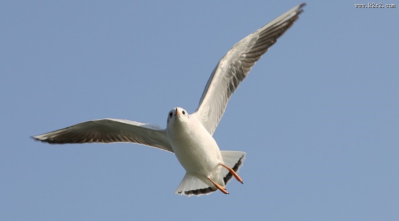 天空翱翔的海鸥图片大全