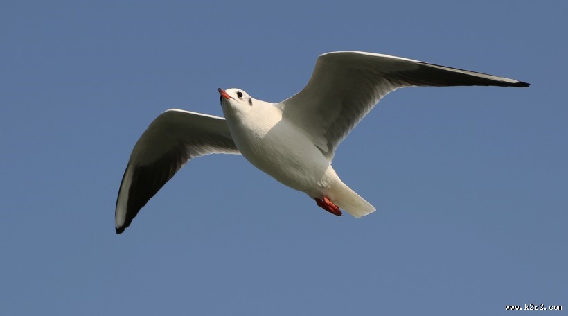 天空翱翔的海鸥图片大全