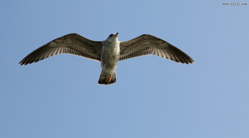 天空翱翔的海鸥图片大全