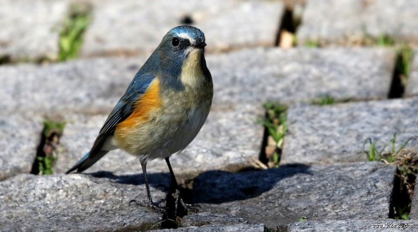 红胁蓝尾鸲图片大全