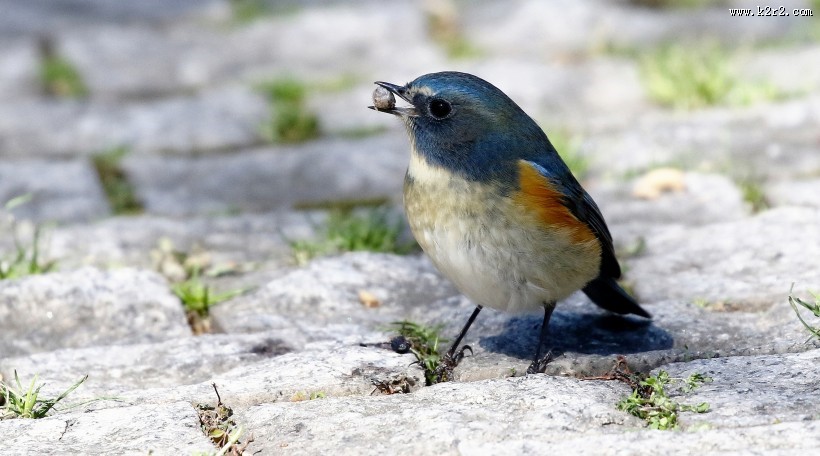 红胁蓝尾鸲图片大全
