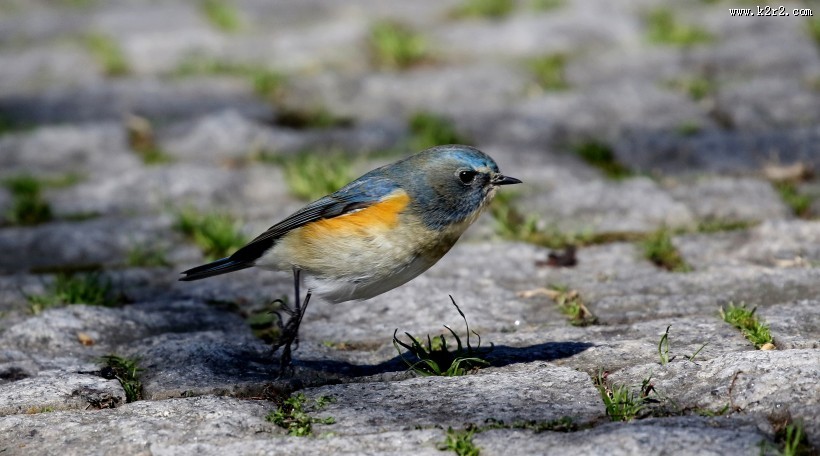 红胁蓝尾鸲图片大全