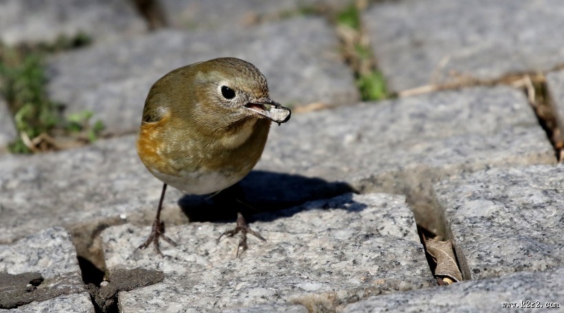 红胁蓝尾鸲图片大全