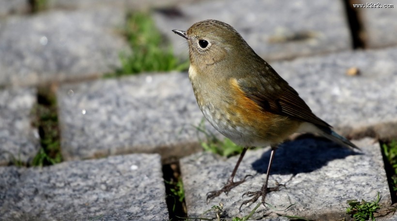 红胁蓝尾鸲图片大全