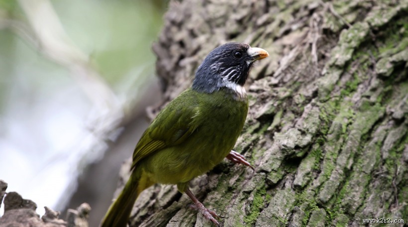 领雀嘴鹎图片大全