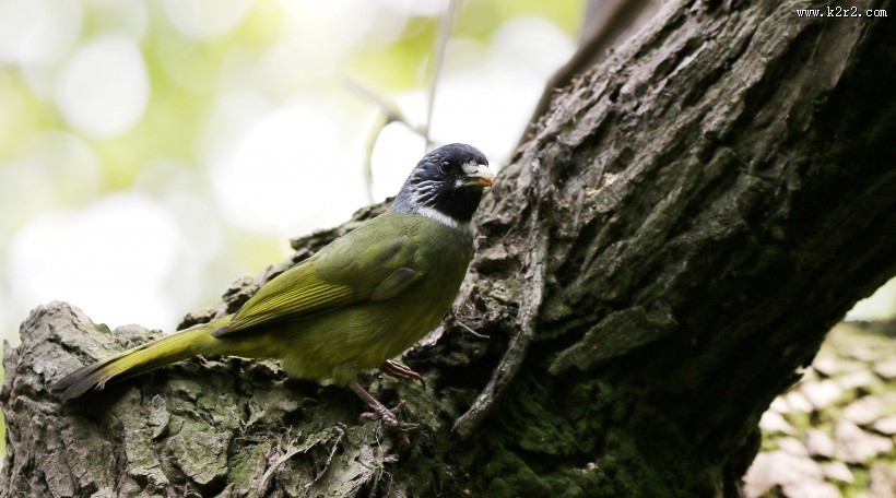 领雀嘴鹎图片大全