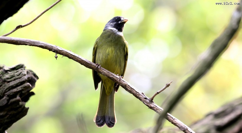 领雀嘴鹎图片大全