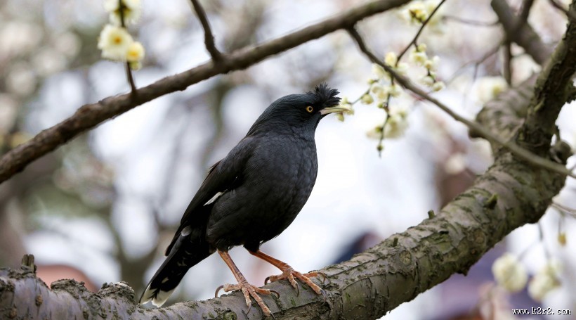 八哥鸟图片大全