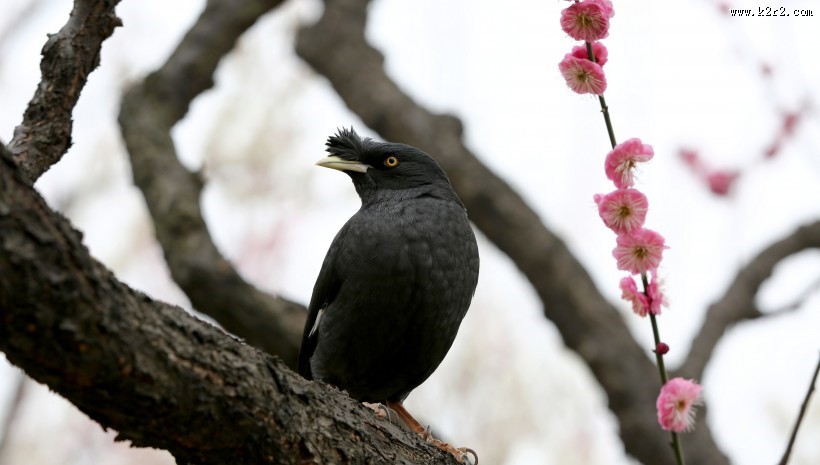 八哥鸟图片大全