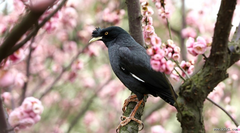八哥鸟图片大全