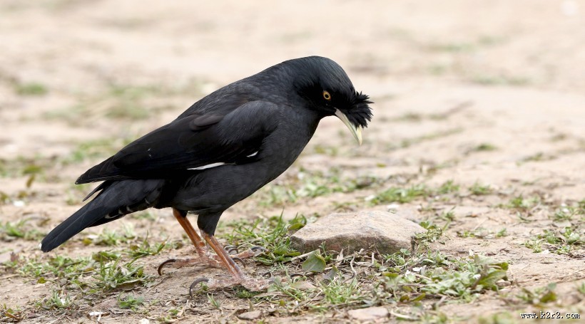 八哥鸟图片大全