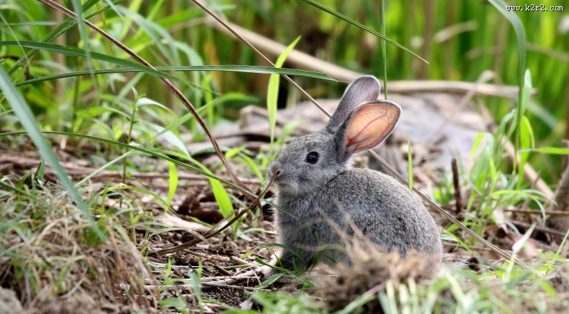 可爱的灰兔子图片大全