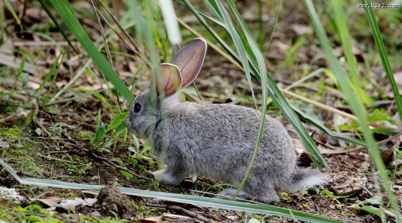 可爱的灰兔子图片大全