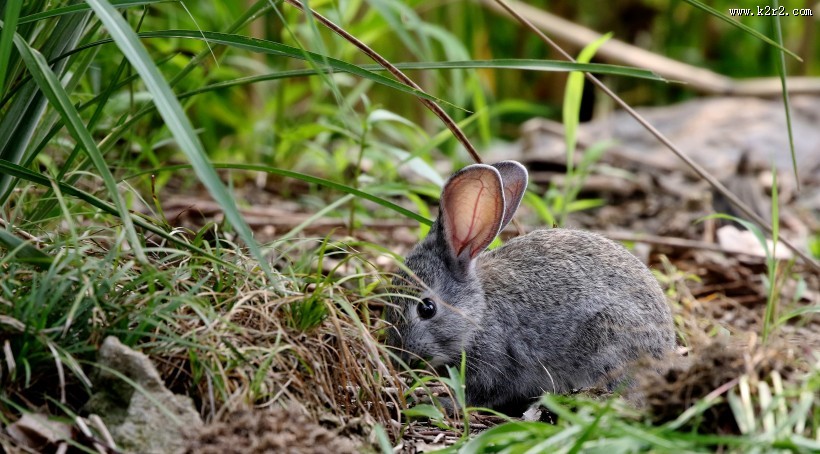 可爱的灰兔子图片大全