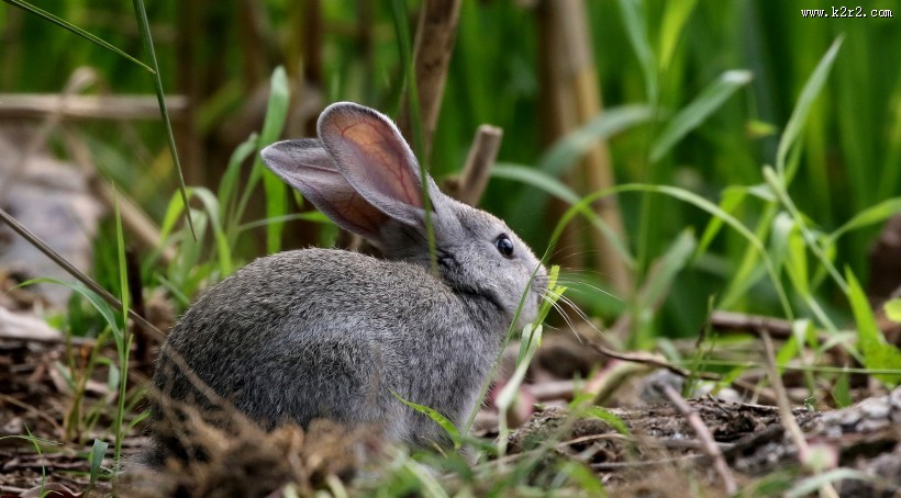 可爱的灰兔子图片大全