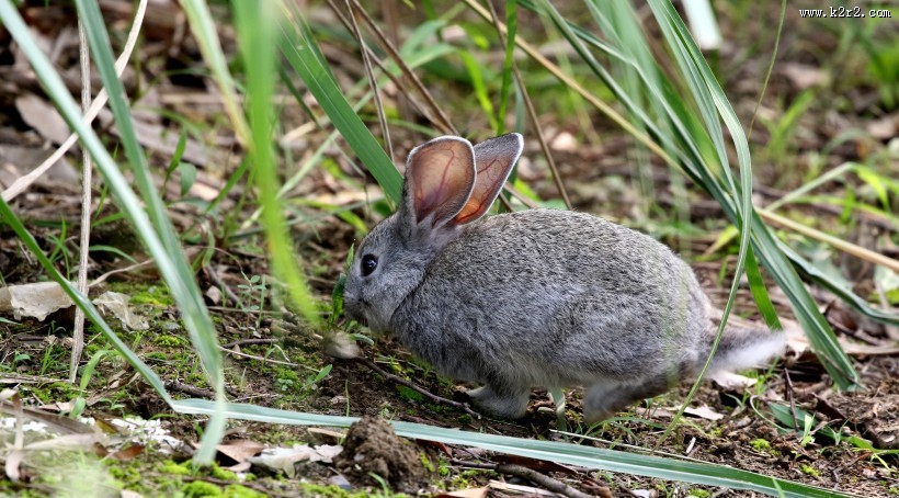 可爱的灰兔子图片大全