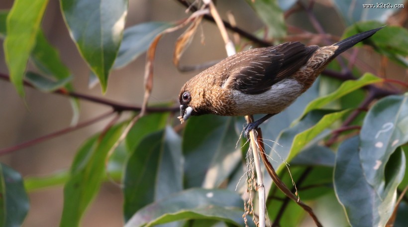 斑纹鸟图片大全
