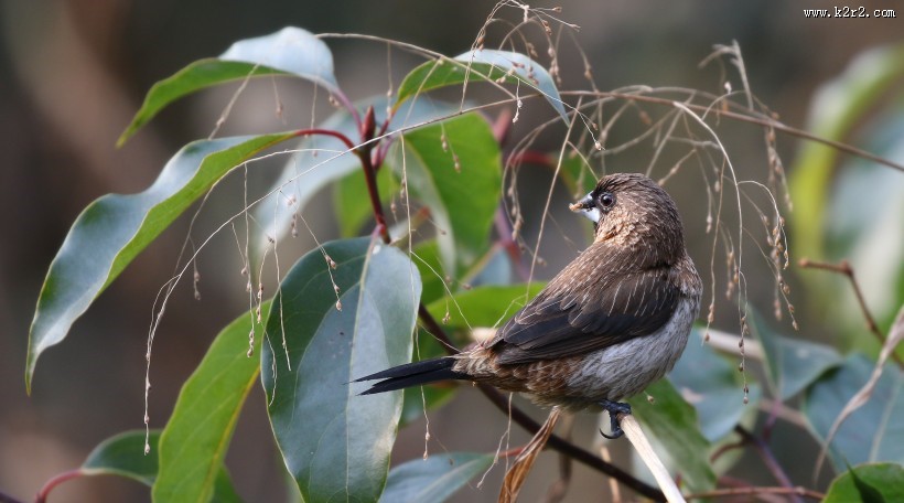 斑纹鸟图片大全