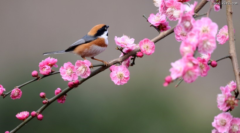 红头长尾山雀图片