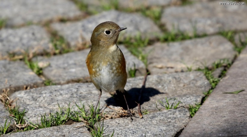 红胁蓝尾鸲图片