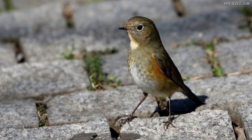 红胁蓝尾鸲图片