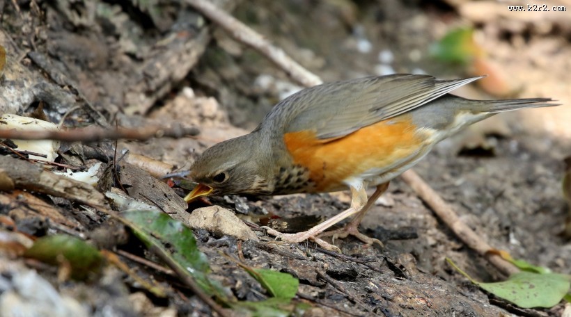 地鸫鸟图片大全