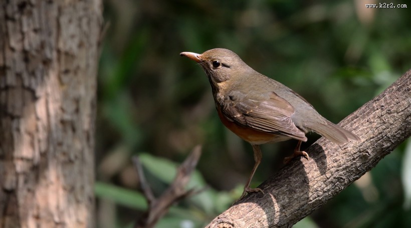 地鸫鸟图片大全