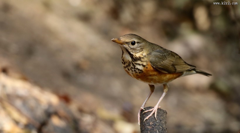 地鸫鸟图片大全