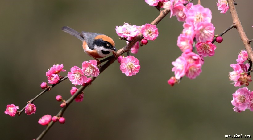 红头长尾山雀图片大全