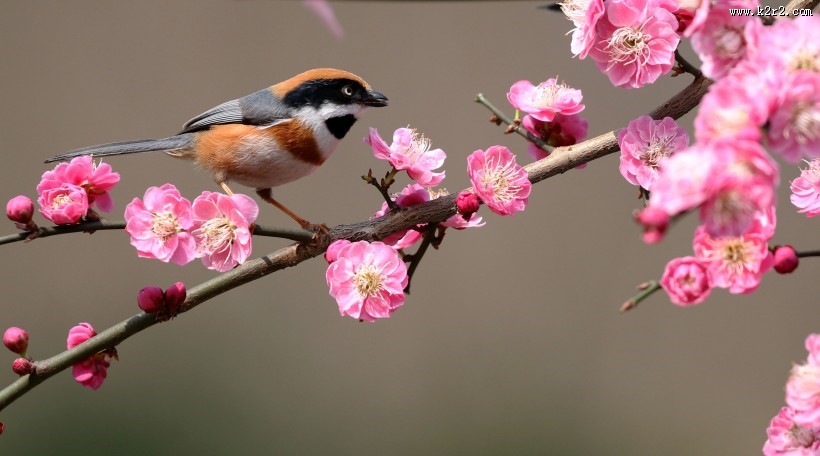 红头长尾山雀图片大全