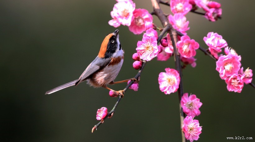 红头长尾山雀图片大全
