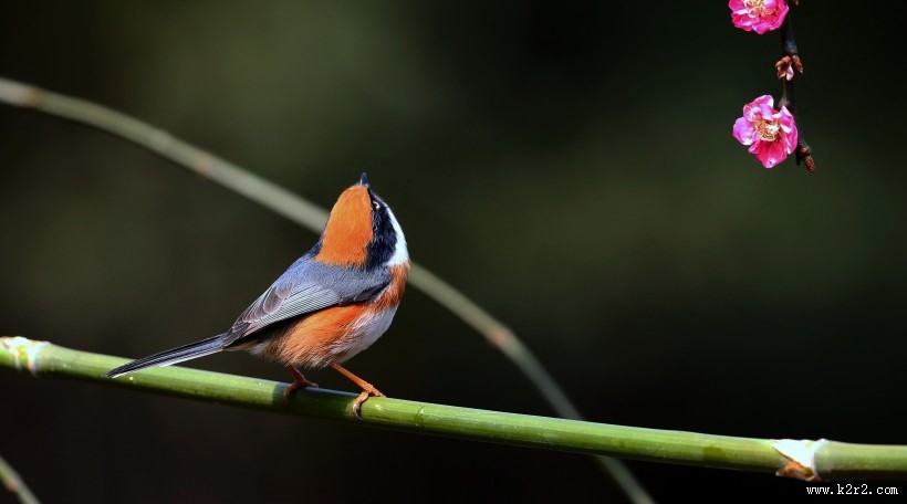 红头长尾山雀图片大全