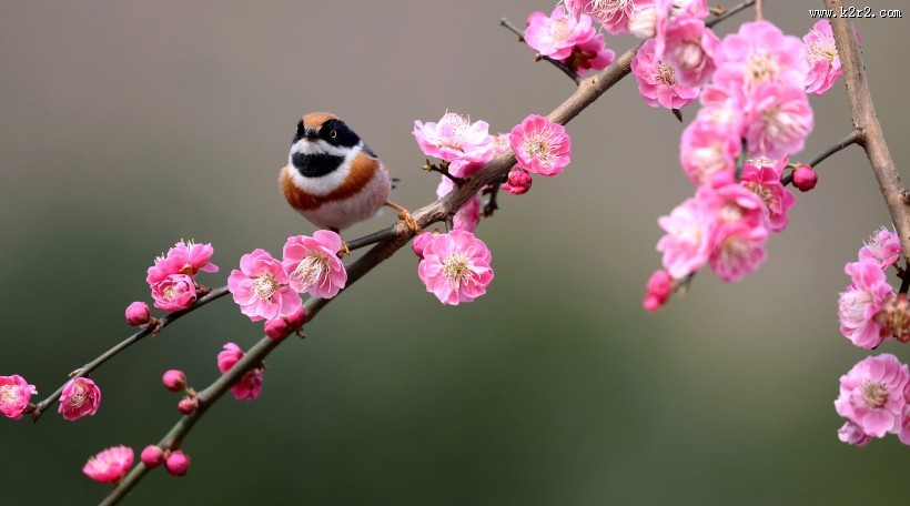 红头长尾山雀图片大全