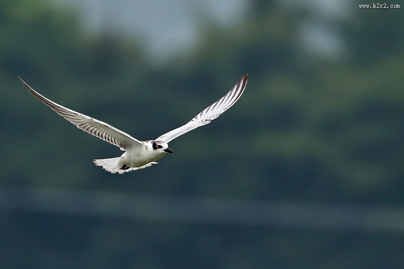 飞翔的须浮鸥图片