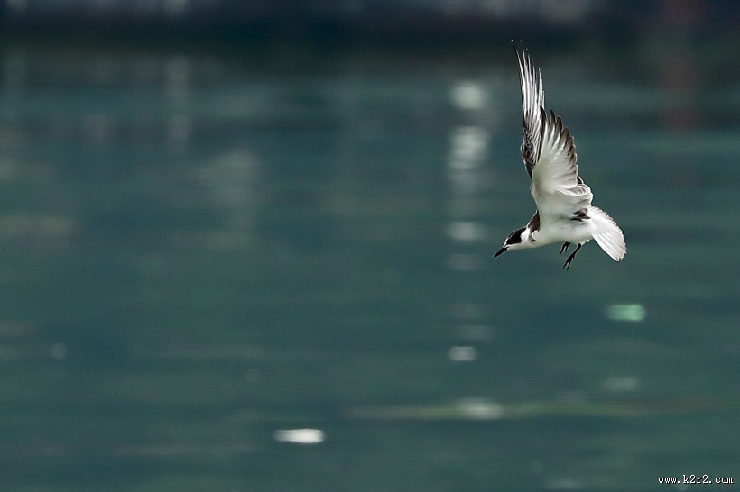 飞翔的须浮鸥图片